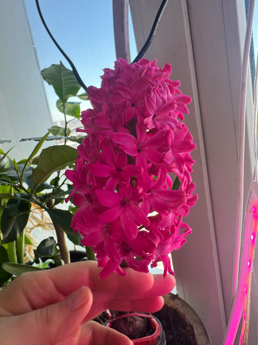 Только не такие. Это мне подростки-ученики подарили на 8 марта