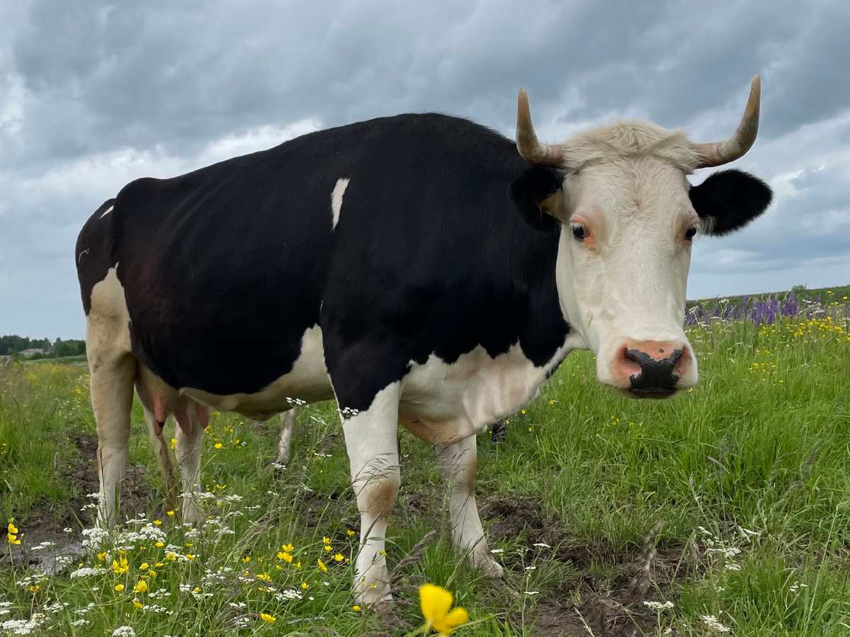 Фото: Елена Голямина