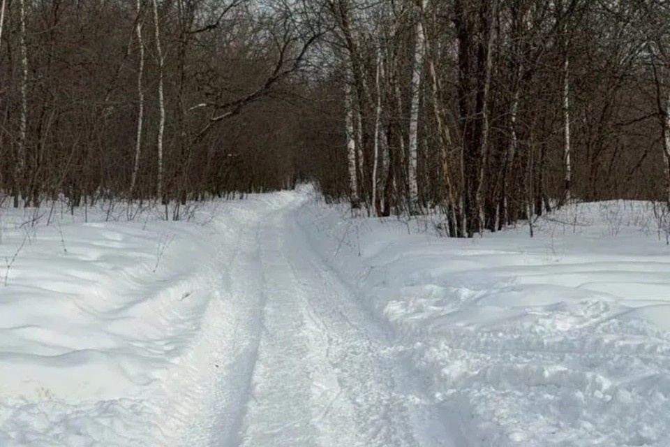    Лесопарк Дубки одно из любимейших мест для отдыха самарцев фото: предоставлено "Комсомолке"