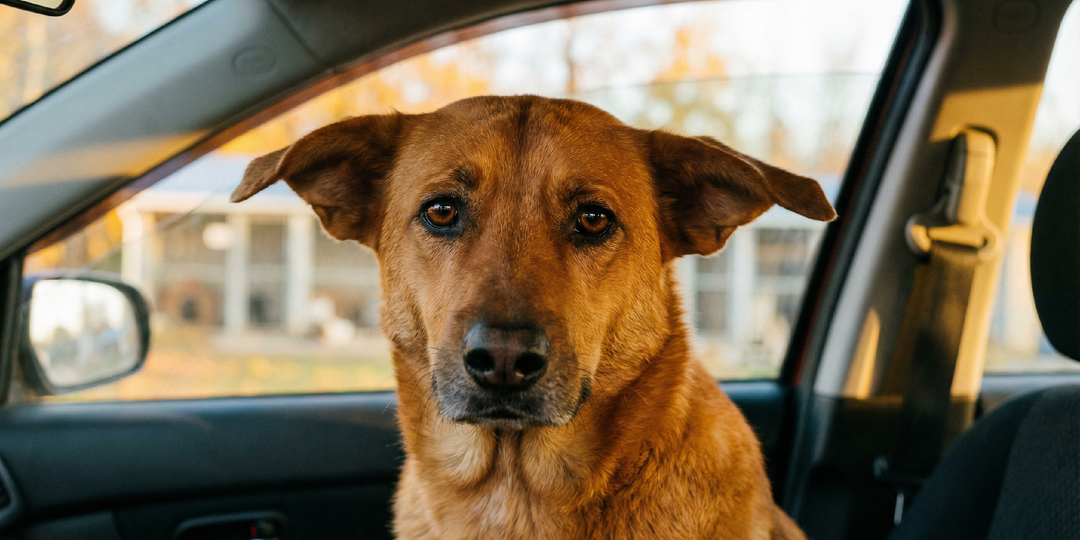 Собака провела день с волонтёром, а вечером поняла – её снова везут в приют