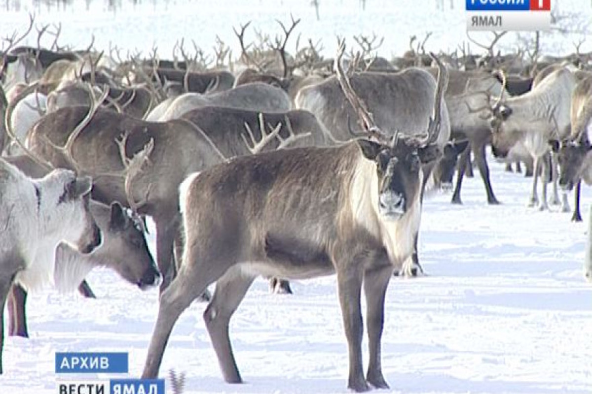    Фото: «ГТРК Ямал», источник: vesti-yamal.ru