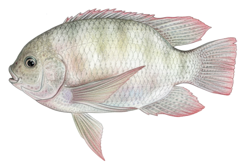 Sargochromis giardi