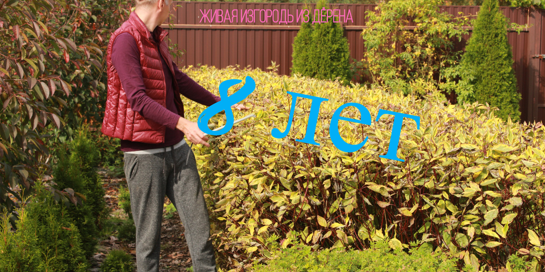 ИЗГОРОДЬ ИЗ ДЁРЕНА С НУЛЯ ЗА 8 ЛЕТ ! ВОТ ЧТО ПОЛУЧИЛОСЬ !!! (процесс черенкования)