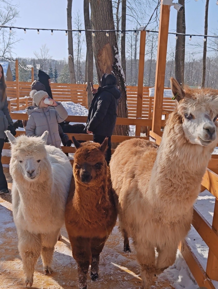 Гуляют свободно вне загона. Фото автора. 