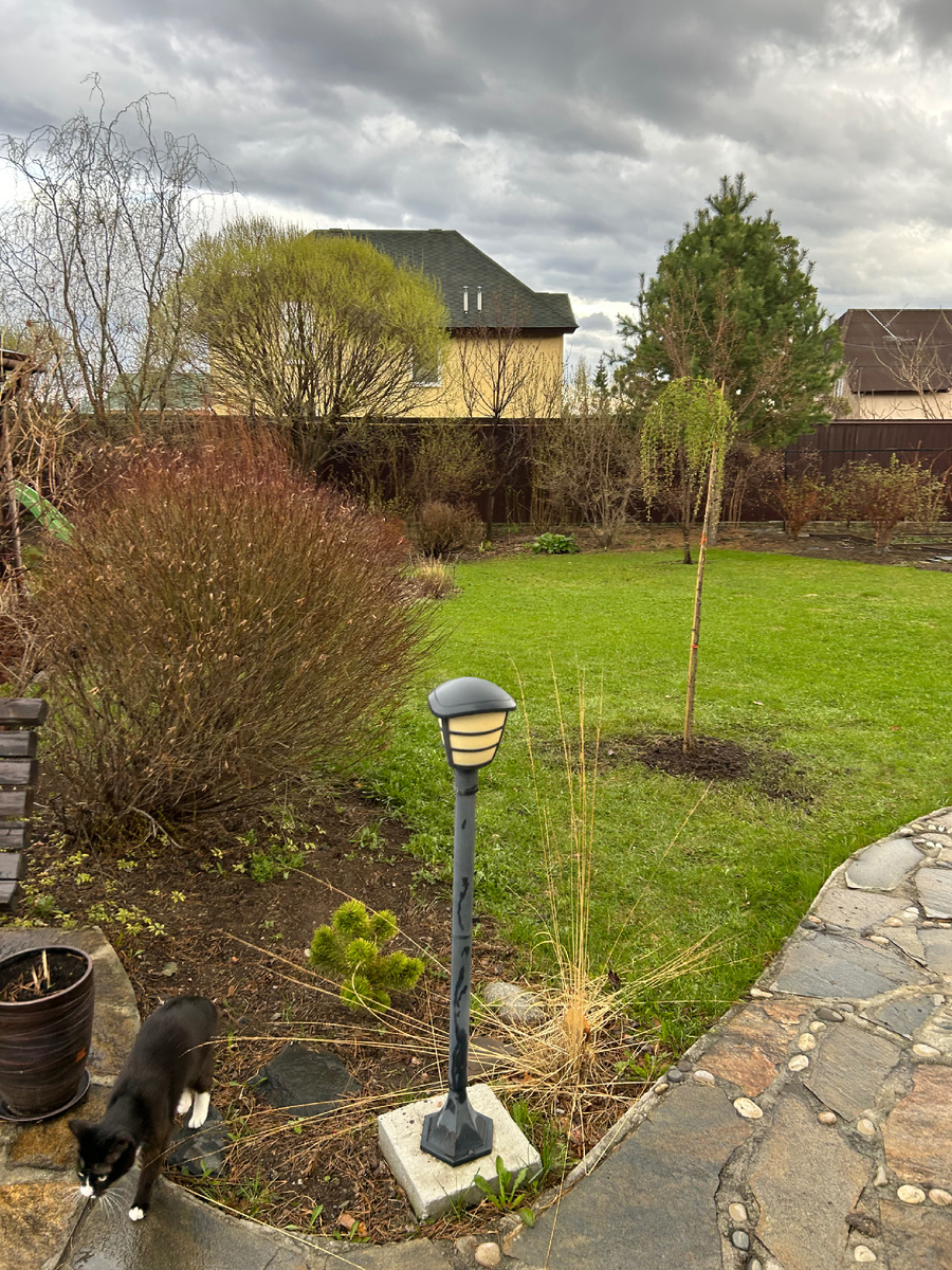 Молиния голубая Heidebraut 1 мая