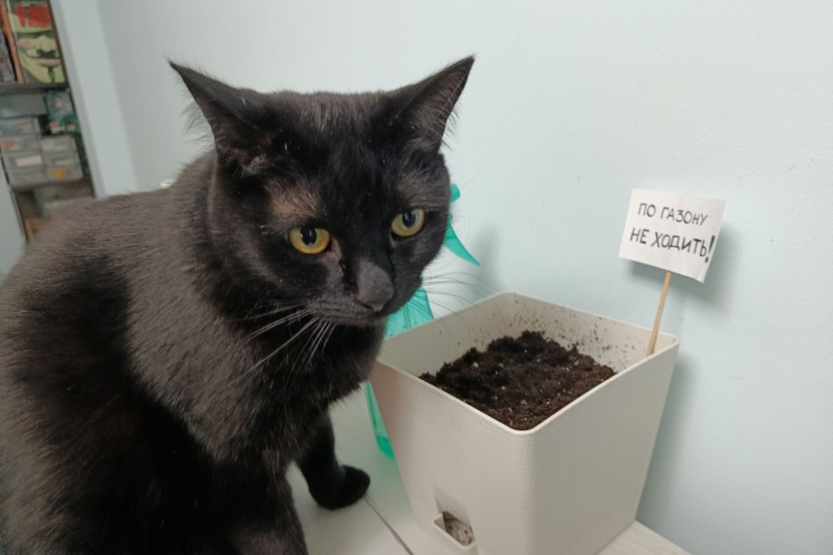 Семена еще только посажены, но кошке уже интересно, что будет дальше. Источник: личный архив Ольги Гребневой
