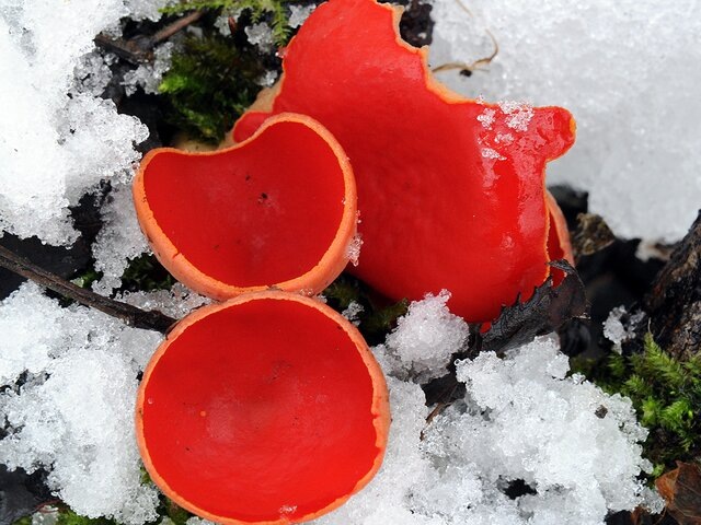    Фото: Getty Images/picture alliance/Holger Hollemann