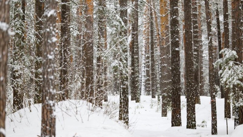     Лес. Зима Дмитрий Лямзин