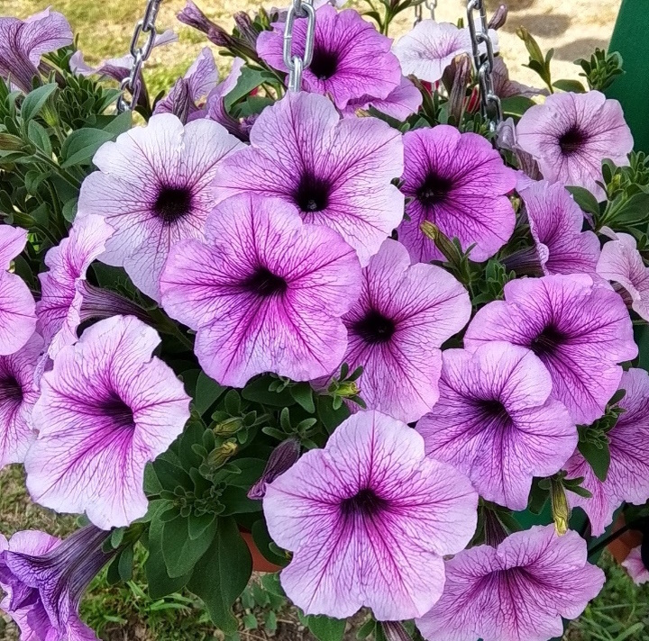 Изи Вейв Плюм Пудинг