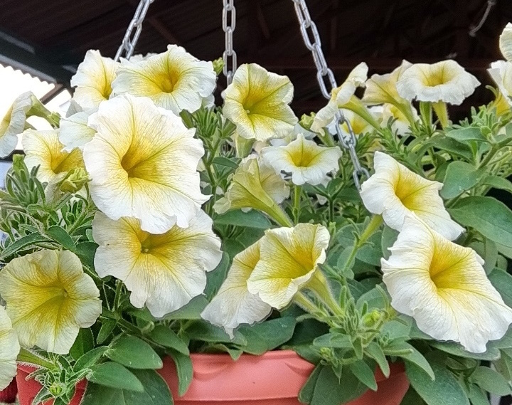 Изи Вейв Еллоу