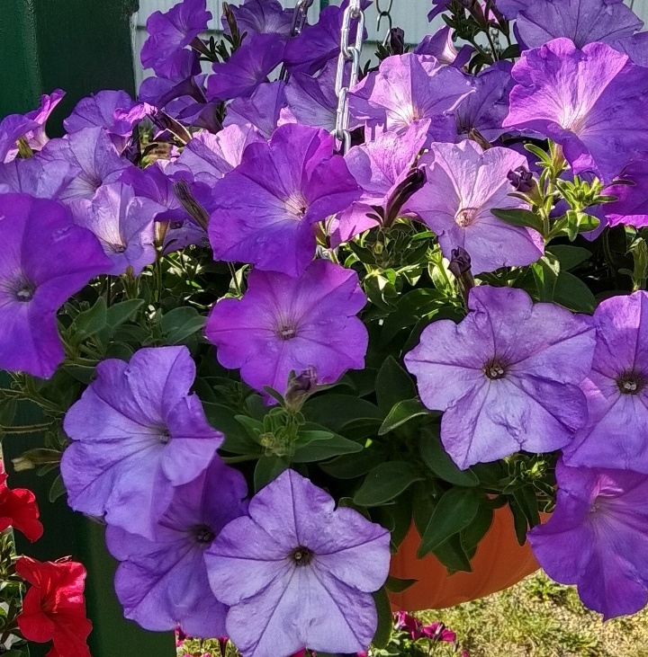 Изи Вейв Лавандер Скай Блю