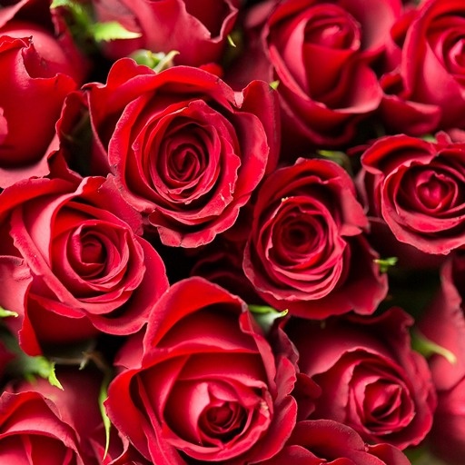    Что делать, чтобы розы в вазе дольше стояли Кристина Борунова