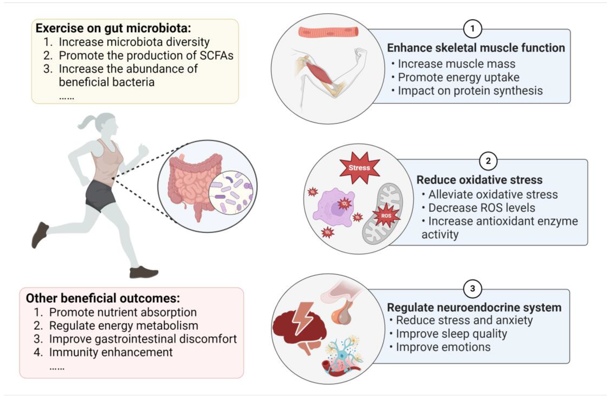 Схема влияния физических упражнений на микробиоту кишечника и механизм влияния микробиоты на повышение эффективности физических тренировок. (источник: https://www.mdpi.com/2304-8158/13/11/1680 )