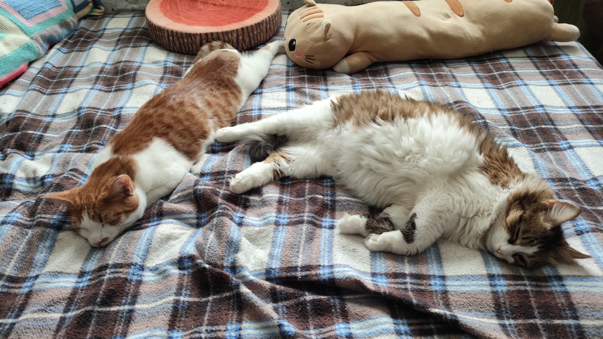 фото автора; тебе, хозяйка, тут места не осталось, иди на стуле посиди!