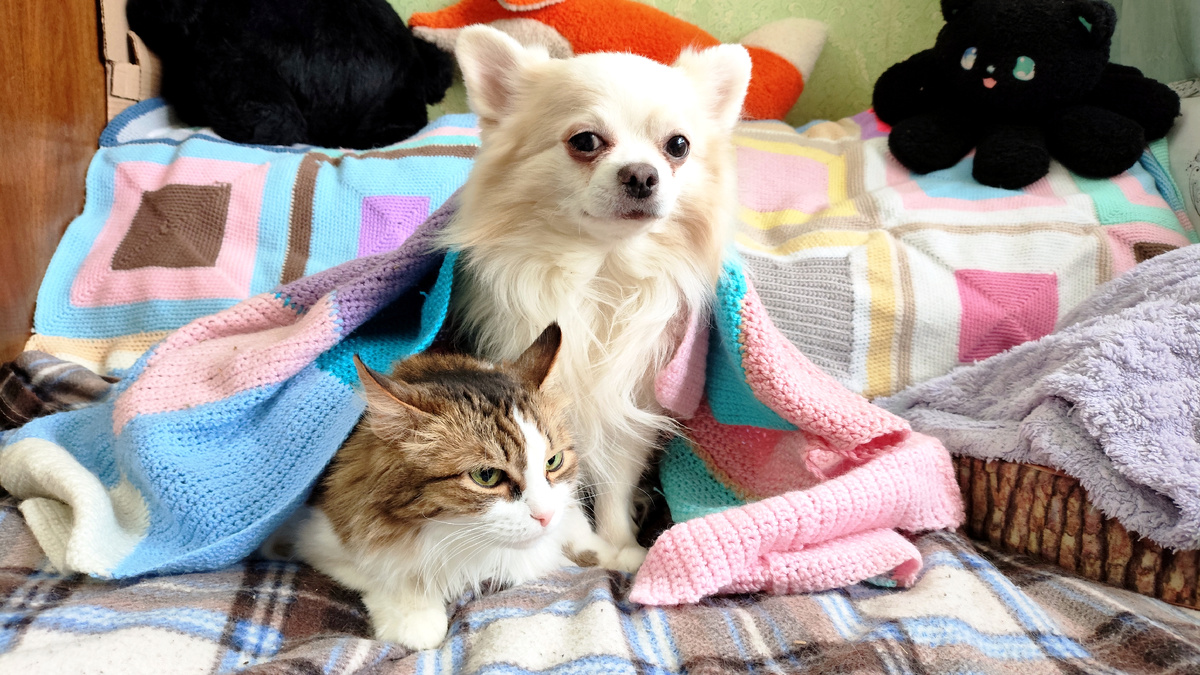 фото автора: опять на хозяйку блажь нашла!