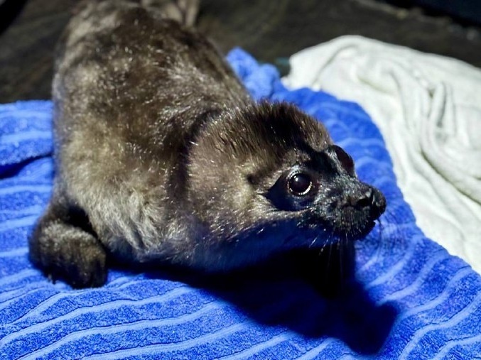    фото: © Фонд друзей балтийской нерпы / VK