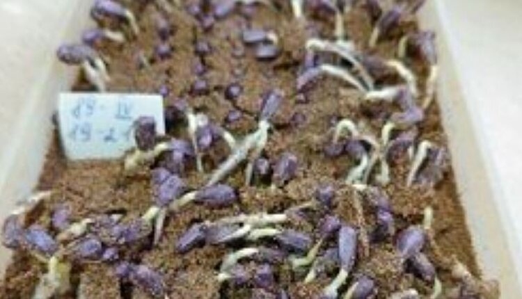    Фото: Октябрьский межрайонный отдел ФГБУ «Россельхозцентр» Приморский