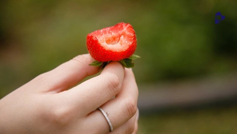      Фото: Дмитрий Ахмадуллин / / ИА «Победа26»