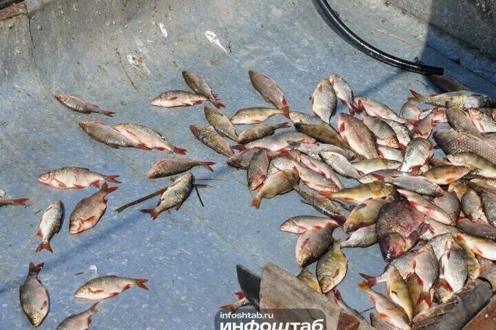 Двое астраханцев пойдут под суд за браконьерский вылов рыбы