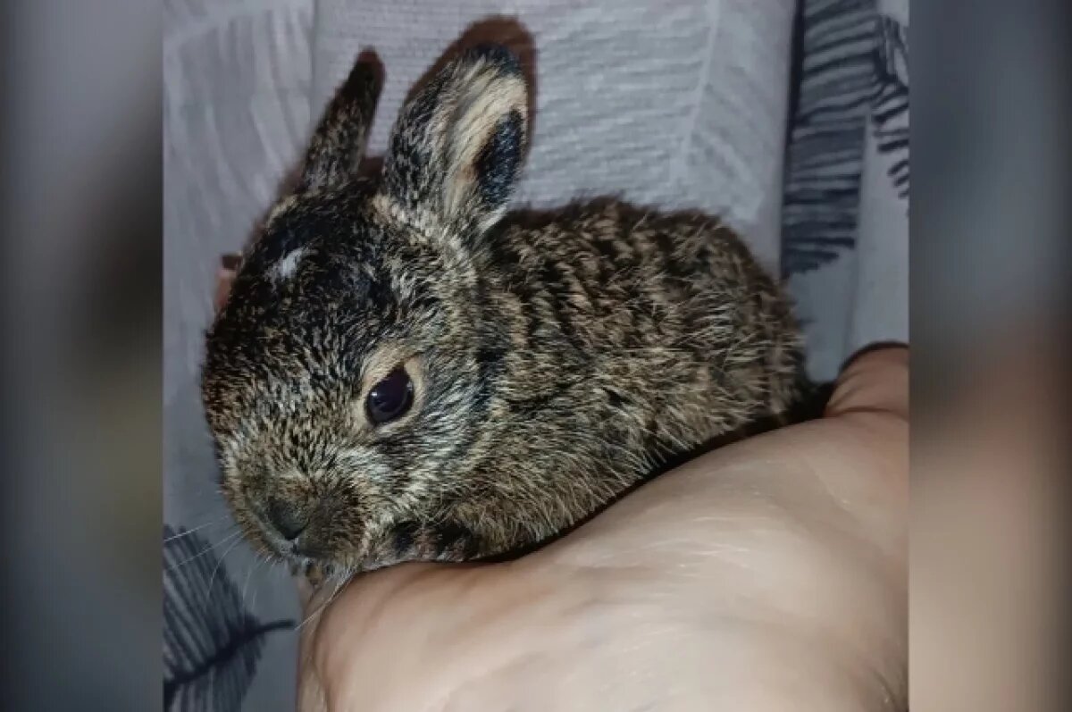    Воронежцы спасли новорождённого зайчонка-русака от гибели