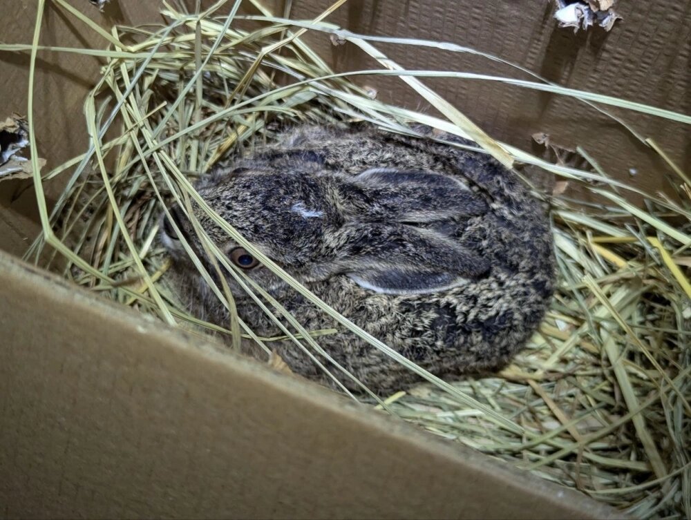    Подросший зайчонок. Фото: Центр реабилитации диких животных "Дом зайца"