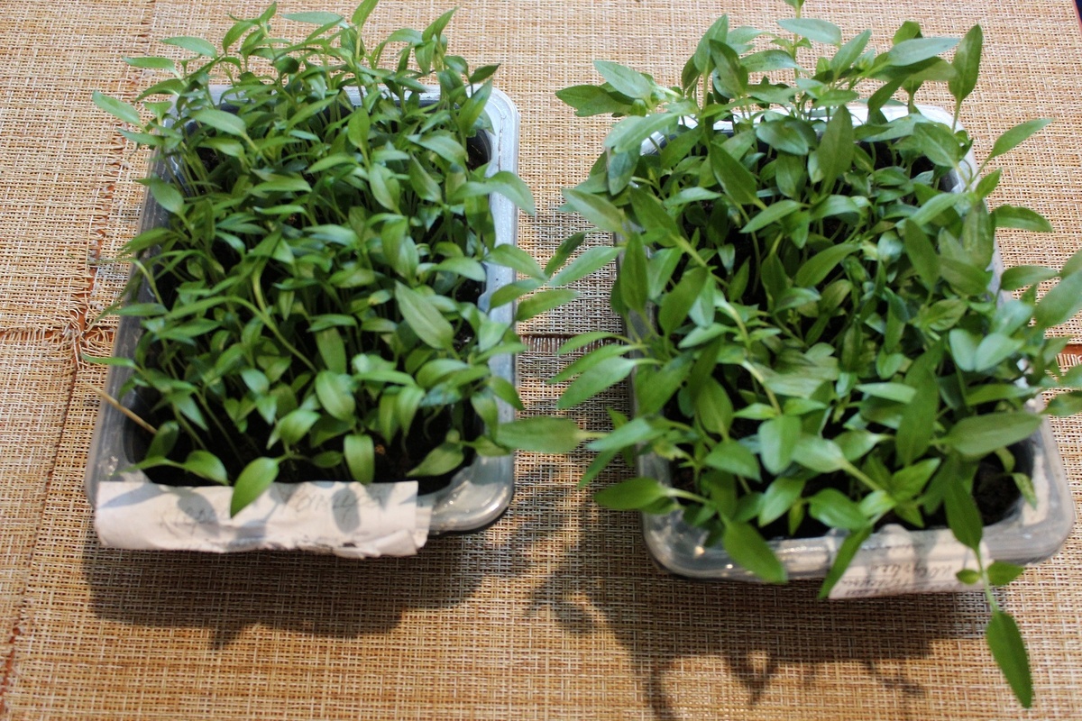 Фото 1. Рассада перцев.