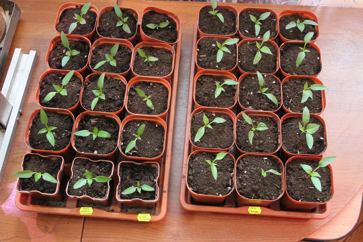 Фото 2. Перцы.