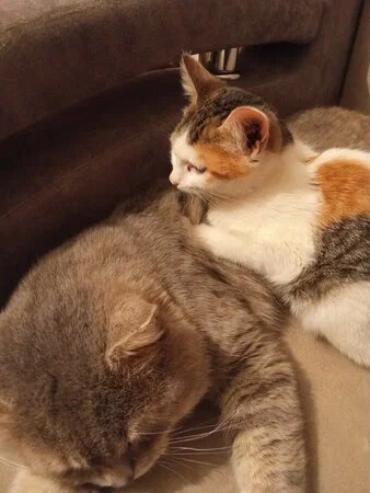 Чешка и Стешка