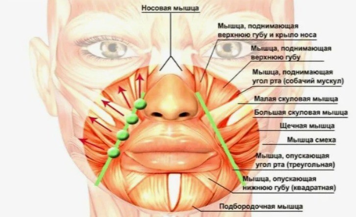 * иллюстрация взята из интернет-источника.