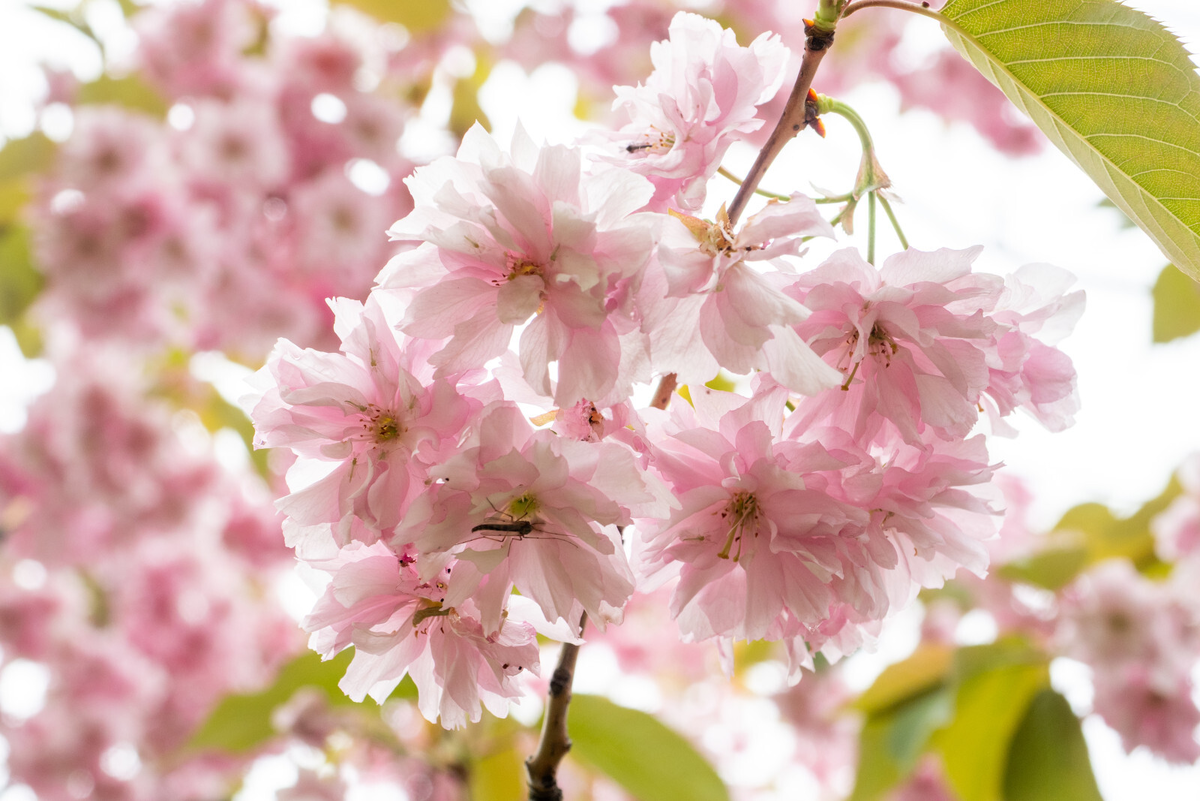 Фото: Олег Золото / «Петербургский дневник»