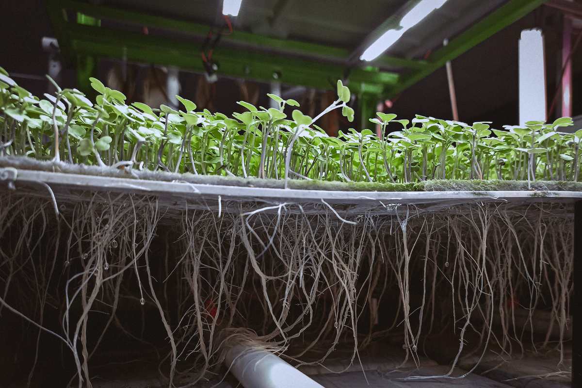 Микрозелень на аэропонике