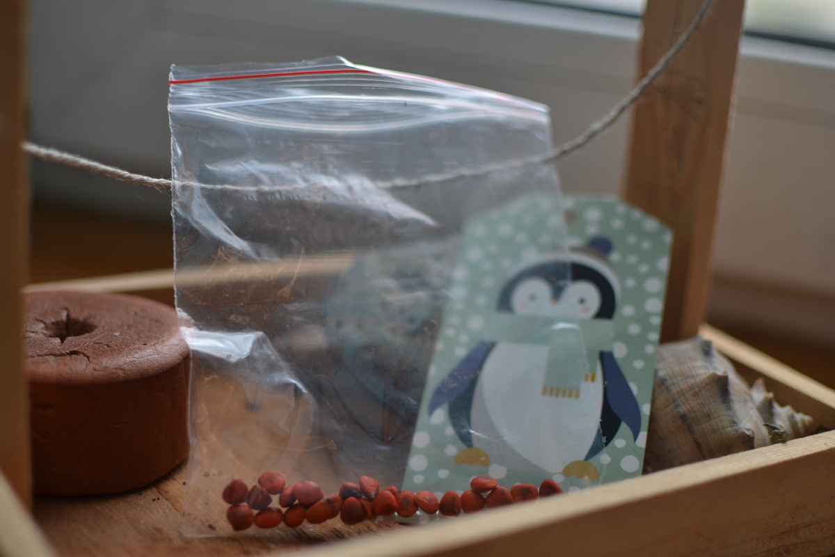 Семена магнолии в мясистой кожуре 