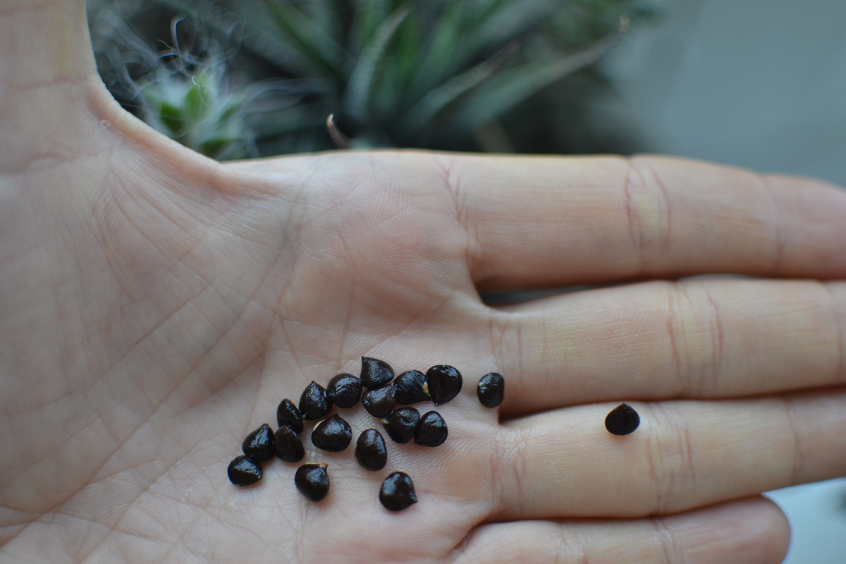 Очищенные семена. Наслаждение для эстета