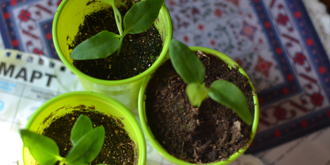 У Иры ирисы, у Маруси магнолии, или процесс важнее результата