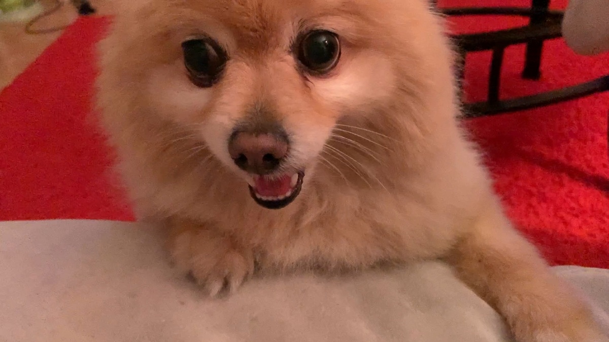 "Хватит писать статью, поиграй со мной"