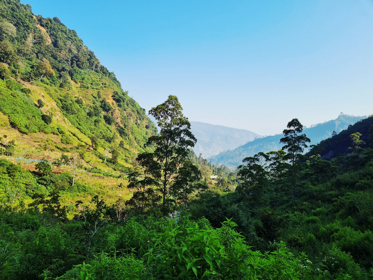 Шри- Ланка. Фото автора статьи.