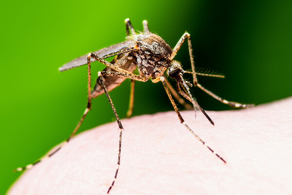 nechaevkon/Shutterstock/FOTODOM   📷