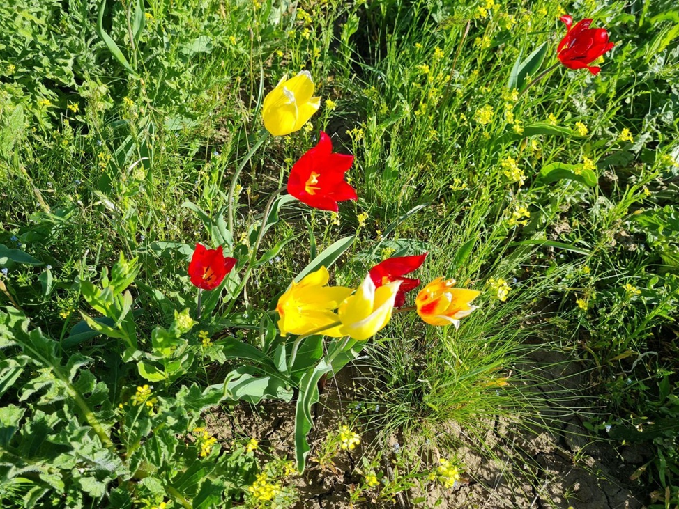 Цветущие тюльпаны