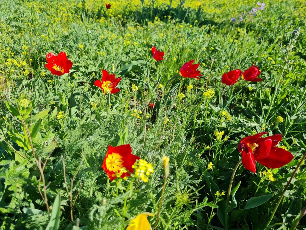 Тюльпаны в Калмыкии