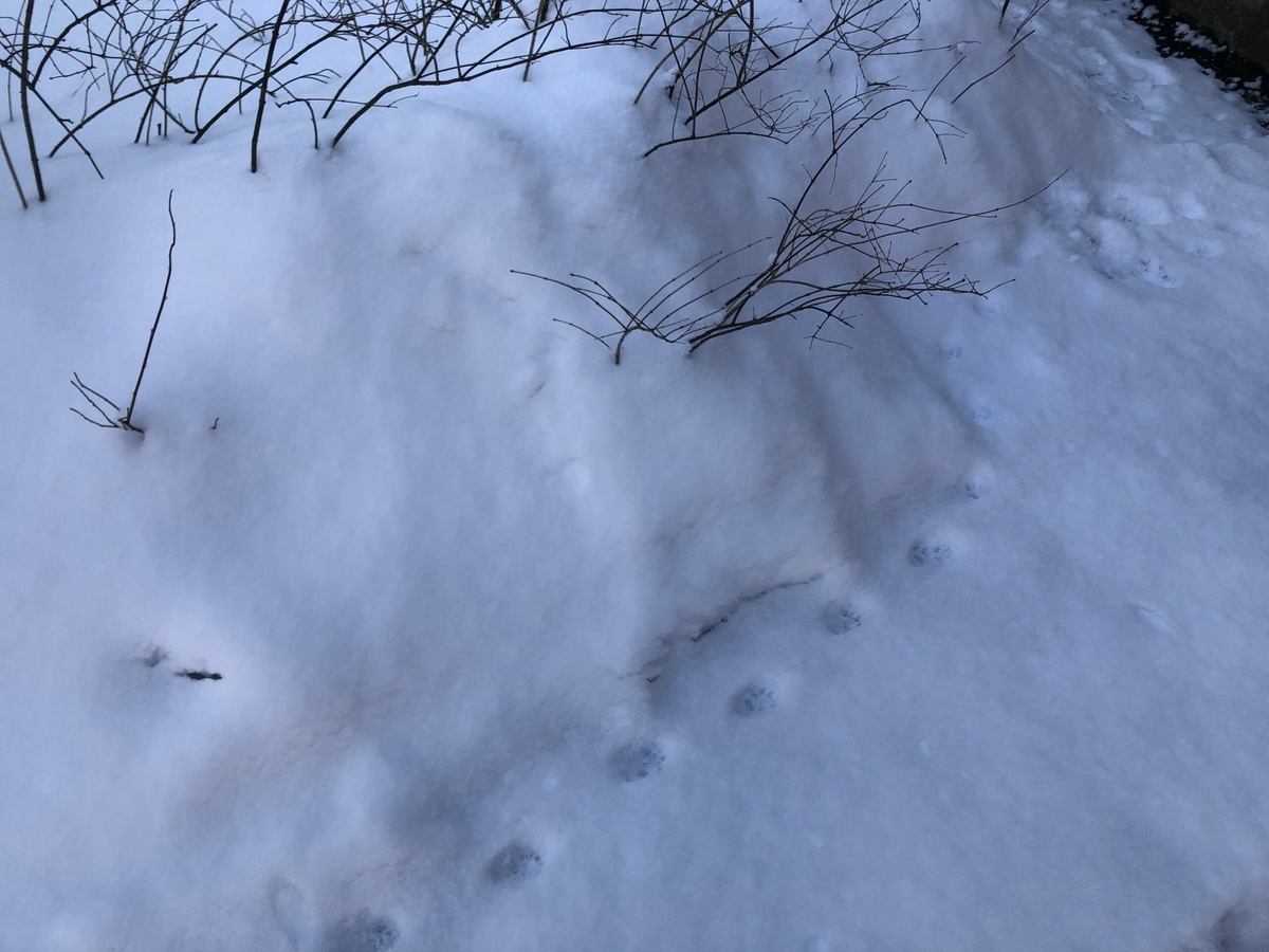 Фото: Neva.Today/Анастасия Смирнова