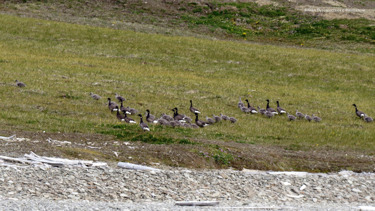 Чёрные казарки с выводком (Красная Кгига)