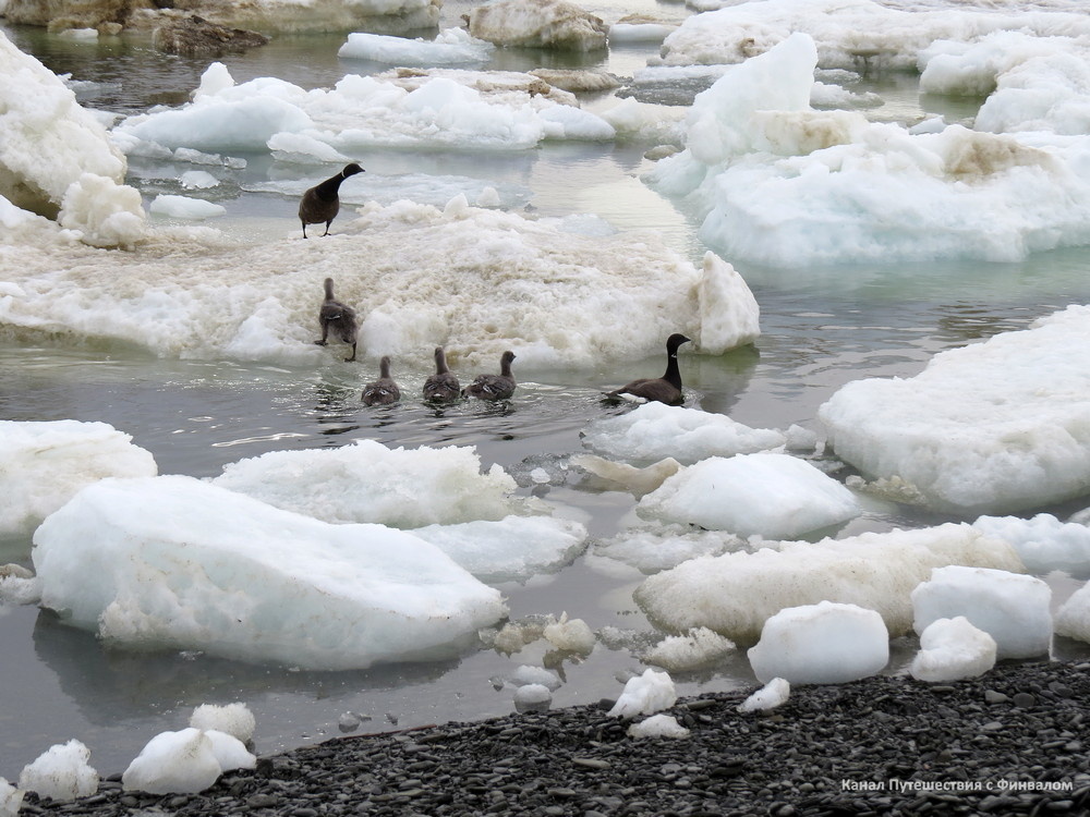Полундра! Чужак пришёл!