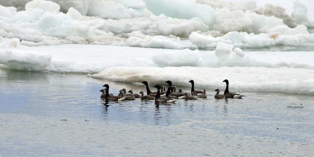 Вокруг Таймыра на тримаране, ч. 8. Что нужно для счастья