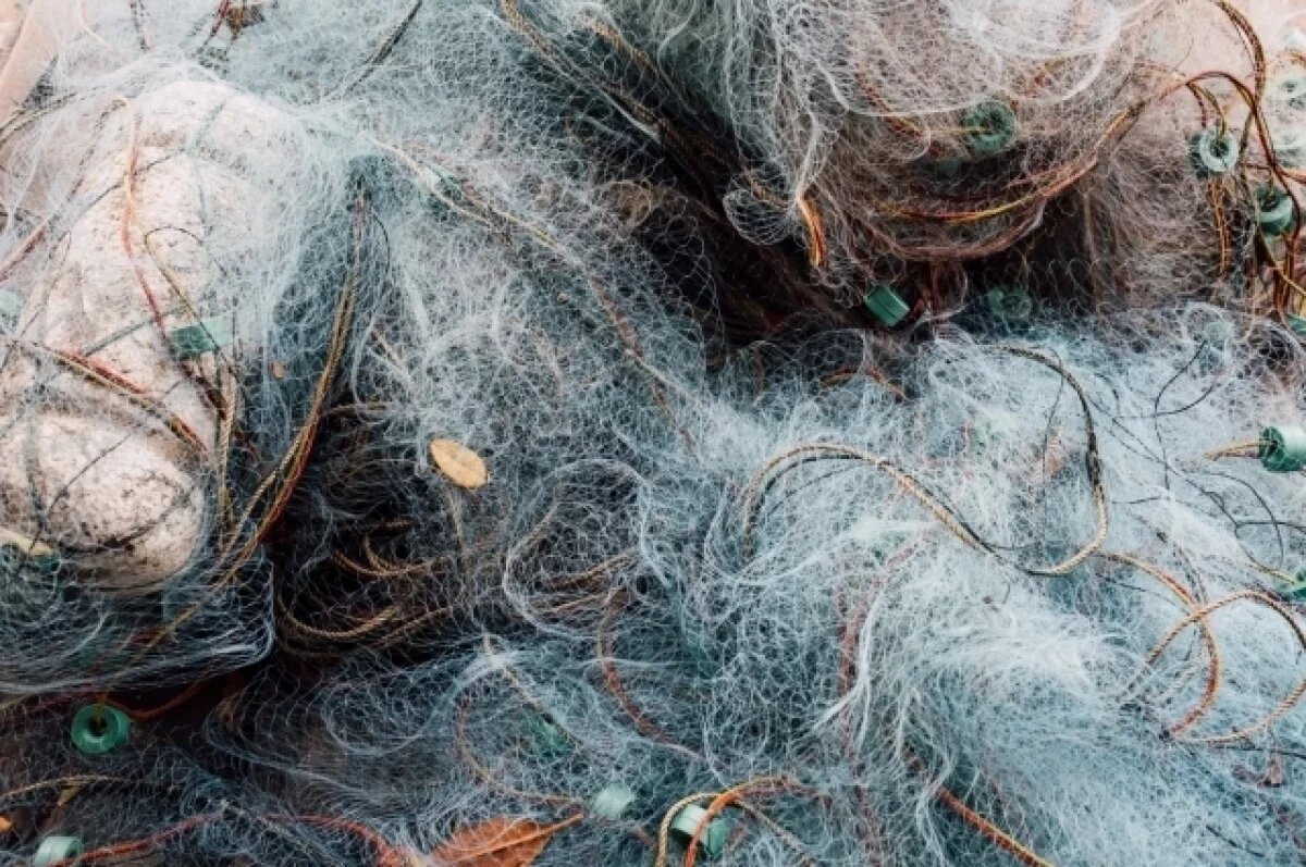    Заражены паразитами от 40 до 100%.