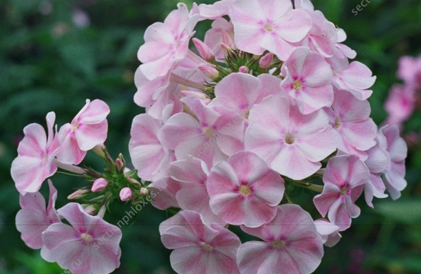 Флокс "Румянец Девушки"