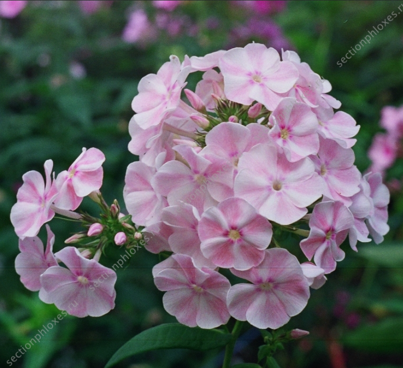 Фотография сорта 'Румянец Девушки' с сайта секции "Флоксы" https://sectionphloxes.ru/