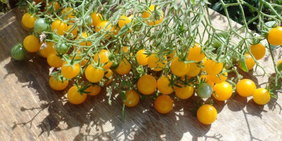 Помидор, это итальянское слово или французское? И при чем тут золото? Попробуем разобраться