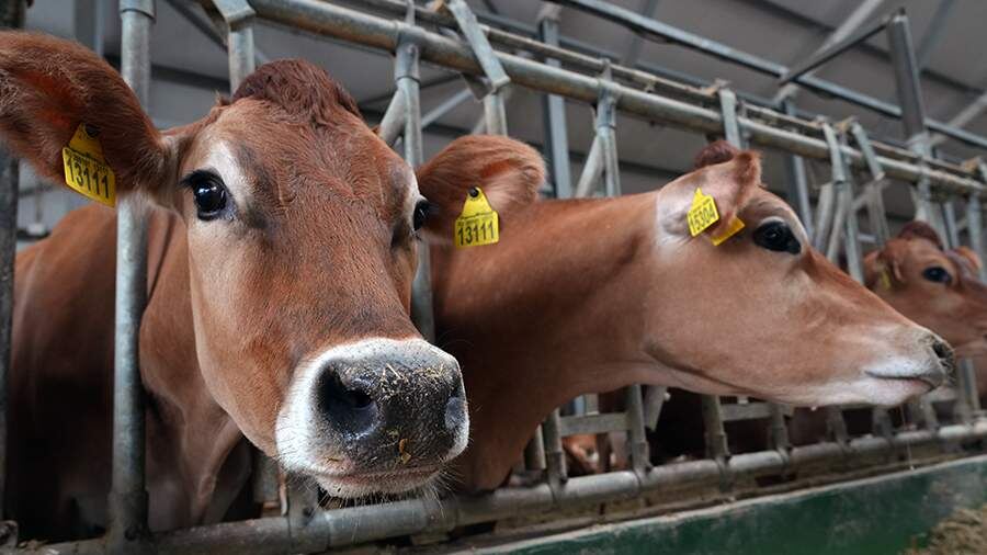 СК начал проверку после жалоб на изъятие скота в селах Новосибирской области