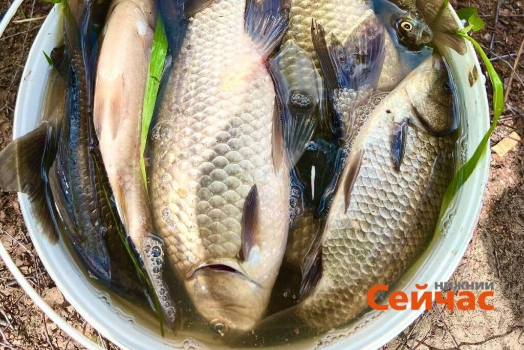    Фото: ИА "Нижний сейчас" Иван Воробьев