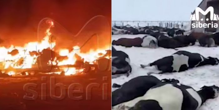 Кадры видео Mash Siberia.